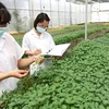 Prefectura japonesa aspira a cooperar con ciudad vietnamita en sector agrícola