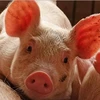 Vietnam está libre de peste porcina africana, confirma su Ministerio de Agricultura y Desarrollo Rural
