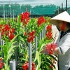 Vietnam, destino atractivo para empresas extranjeras interesadas en agricultura inteligente 