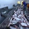 Valor de exportaciones vietnamitas de pescado Tra podría alcanzar dos mil millones de USD