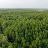 Siembran en provincia norvietnamita de más de 11 mil 500 hectáreas de bosques 