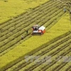 Provincia vietnamita de Hau Giang coopera con Corea del Sur para promover agricultura de alta tecnología