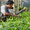 Grupo vietnamita FLC planea ampliar su participación en sector agrícola 