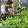 Ciudad vietnamita de Can Tho coopera con Países Bajos en desarrollo sostenible de agricultura 