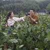 Audiencia vietnamita aprenderá turismo verde en Japón mediante programa televisivo