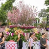 Urbe vietnamita de Da Lat se embellecerá con flores de cerezo de Japón