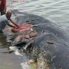Encuentran en Indonesia cadáver de ballena con seis kilos de plástico en su estómago