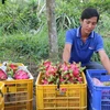 Vietnam, decimoquinto exportador mundial de productos agropecuarios
