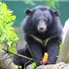Cortometraje destaca los esfuerzos en curso de protección de osos en Vietnam