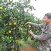 Naranjas de Cao Phong serán servidas en vuelos de Vietnam Airlines