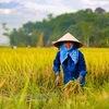 Celebran VII Congreso de la Asociación de Agricultores de Vietnam 