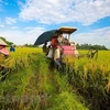 Destacan asistencia internacional a agricultores vietnamitas en respuesta al cambio climático