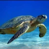 Provincia vietnamita trabaja por proteger tortugas marinas 