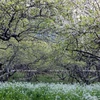 Meseta de Moc Chau, estepa de miles de flores atrae a turistas a Vietnam