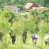 Más de seis mil vietnamitas se benefician del programa UN-REDD 