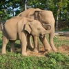 Animals Asia ofrecerá 60 mil dólares a Vietnam para proteger a elefantes 