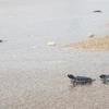 Trabaja Vietnam por conservar tortugas marinas en el Parque Nacional de Nui Chua
