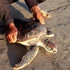Restacan en Vietnam tortuga incluida en el Libro Rojo internacional 