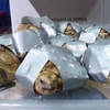 Incautan en Filipinas más de mil 500 tortugas abandonadas en equipaje