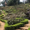 Implanta complejo turístico récord del mayor jardín de rosas en Vietnam