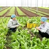 Planifica Vietnam llegar en 2020 a cinco mil millones de dólares en exportación de frutas y verduras 