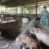 Instan a prevenir contagio de peste porcina africana en el sur de Vietnam 