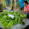 El plátano, producto de exportación principal de Laos en 2019