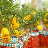 Vietnam posee gran potencial para la exportación de plantas ornamentales