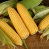 Anuncian que Filipinas importará 300 mil toneladas de maíz 
