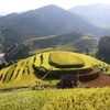 Celebrarán Festival de Terrazas de Arroz en provincia vietnamita de Yen Bai 