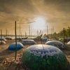 Despierta atención de turistas en Vietnam novedosa exhibición de barcas circulares 