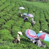 Desarrolla Tailandia en Vietnam proyecto de economía de suficiencia para desarrollo comunitario sostenible
