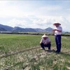 Alertan que la sequía puede afectar a más de 65 mil hectáreas de tierras agrícolas en el centro Vietnam. 