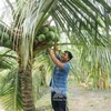 Promoverán productos de coco de Vietnam mediante festival en provincia de Ben Tre