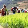 Debaten en Vietnam medidas para acabar con el trabajo infantil en cadenas de suministro 