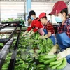 Apunta Vietnam a obtener 4,2 mil millones de dólares por exportaciones hortofrutícolas en 2019