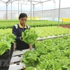 Proyecta Ciudad Ho Chi Minh impulsar cooperación con Australia en agricultura de alta tecnología