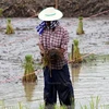 Aplicará Tailandia paquetes de estímulo económico para agricultores