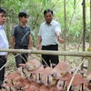 Logran en Vietnam cultivar variedades de hongos Lingzhi