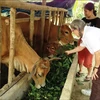 Provincia central vietnamita ayuda a víctimas del Agente Naranja/Dioxina