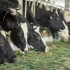 Proyecta Vietnam a producir más de un millón de toneladas de leche en 2020