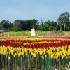 Convierte ciudad filipina basura plástica en tulipanes para combatir la contaminación