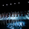 Presentarán artistas vietnamitas obra clásica de ballet “El lago de los cisnes”