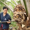 Planea Tailandia aplicar nuevas medidas para elevar precio del aceite de palma