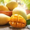 Promueven introducir el mango vietnamita de Hoa Loc en Corea del Sur