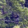 Quang Nam mejora hábitat de langur en peligro de extinción 