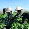 Evalúa Vietnam 15 años de economía colectiva