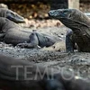 Planea Indonesia construir Museo del Dragón de Komodo