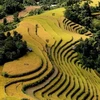 Temporada dorada en arrozales de provincia vietnamita de Yen Bai 