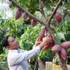 Exportan primer lote de cacao orgánico vietnamita a Japón